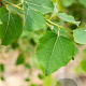 Populus tremula 20-25 HO draadkluit