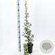 Pyracantha 'Soleil d'Or' 70 cm 2,0L met stok