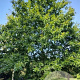 Quercus texana 6-8 HO draadkluit