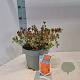 Rhododendron (AJ) Geisha Orange 20-25 cm 5,0L