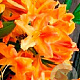 Rhododendron (AK) 'Golden Flare' 30-40 cm 5,0L met knop