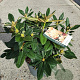 Rhododendron (Y) 'Golden Torch' 25-30 cm 5,0L