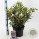 Rhododendron (AP) 'Graziella' 30-40 cm 5,0L