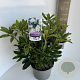 Rhododendron 'Madame Masson' 40-50 cm 5,0L