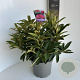 Rhododendron 'Wilgen's Ruby' 40-50 cm 5,0L