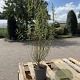 Salix purpurea 'Nana' 60-80 cm 2,0L