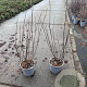 Salix repens nitida 40-60 cm 2,0L