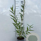 Salix vitellina 60-80 cm 2,0L