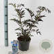 Sambucus nigra Black Lace 30-40 cm 2,0L