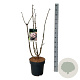 Sambucus nigra Black Tower 80-100 cm 15L