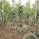 Sorbus aria 'Magnifica' 8-10 HO draadkluit