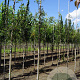 Sorbus commixta 6-8 HO draadkluit