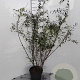 Spiraea cinerea 'Grefsheim' 80-100 cm 5,0L
