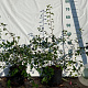 Spiraea vanhouttei 30-50 cm 2,0L