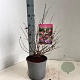 Symphoricarpos Magical Candy 25-30 cm 2,0L