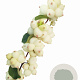 Symphoricarpos Symphony Rock 30-40 cm 3,0L