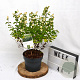 Symphoricarpos Symphony Rock 30-40 cm 3,0L