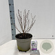 Syringa meyeri Flowerfesta White 40-50 cm 5,0L