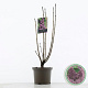 Syringa v. 'Charles Joly' 60-80 cm 5,0L 3-5 tak