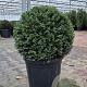 Taxus baccata 40-45 cm 15L bol