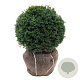 Taxus baccata 45-50 cm met kluit bol extra