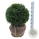 Taxus baccata 45-50 cm met kluit bol extra