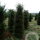 Taxus baccata 180-200 cm met kluit extra
