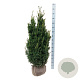 Taxus media 'Hillii' 100-120 cm met kluit extra