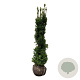 Taxus media 'Viridis' 160-180 cm met kluit extra