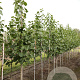 Tilia americana 'American Sentry' 8-10 HO draadkluit
