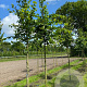Tilia cordata 'Böhlje' 8-10 HO draadkluit