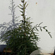 Tsuga canadensis 50-60 cm 7,5L