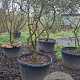 Viburnum burkwoodii 200-250 cm cont. 250L solitair