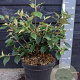 Viburnum 'Eskimo' 40-50 cm 7,5L