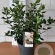 Viburnum tinus 35-40 cm 5,0L