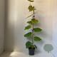 Vitis coignetiae 70 cm 2,0L met stok
