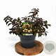 Weigela Black and White 25-30 cm 3,0L
