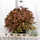 Weigela florida All Summer Monet 50-70 cm 12L