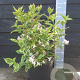 Weigela 'Nana Variegata' 40-50 cm 7,5L