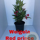 Weigela 'Red Prince' 30-40 cm 2,0L