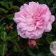 Rosa 'François Juranville' 150-175 cm vierkant rond 5,5L