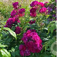 Rosa (K) Purple Siluetta 150-175 cm vierkant rond 5,5L