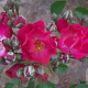 Rosa (RA) 'The Bishop's Rambler' 150-175 cm vierkant rond 5,5L
