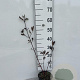 Cornus alba 'Kesselringii' 40-60 cm 2,0L