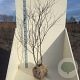 Cornus controversa 150-175 cm met kluit meerstammig