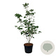 Cornus kousa 'Venus' 200-250 cm cont. 90L extra
