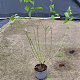 Cornus sanguinea 60-80 cm 2,0L