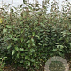 Elaeagnus ebbingei 175-200 cm met kluit