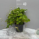 Fragaria vesca GM 2,0L