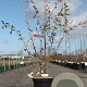 Prunus 'Accolade' 60-80 cm 7,5L